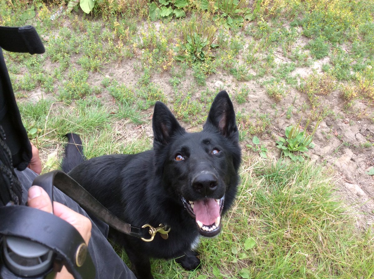 EssexPoliceUK's tweet photo. We're #OnDutyWith #EPDogs. PD Frankie has been training to track property dropped by suspects or missing people https://t.co/0F6Ad1dhoQ