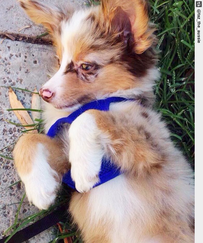 IngloriousDogs's tweet photo. I like to lay on the grass and be cute.🐾 #taz #aussie #cuteaussie #puppylove #ingloriousdogs https://t.co/FZUYGUCxj3