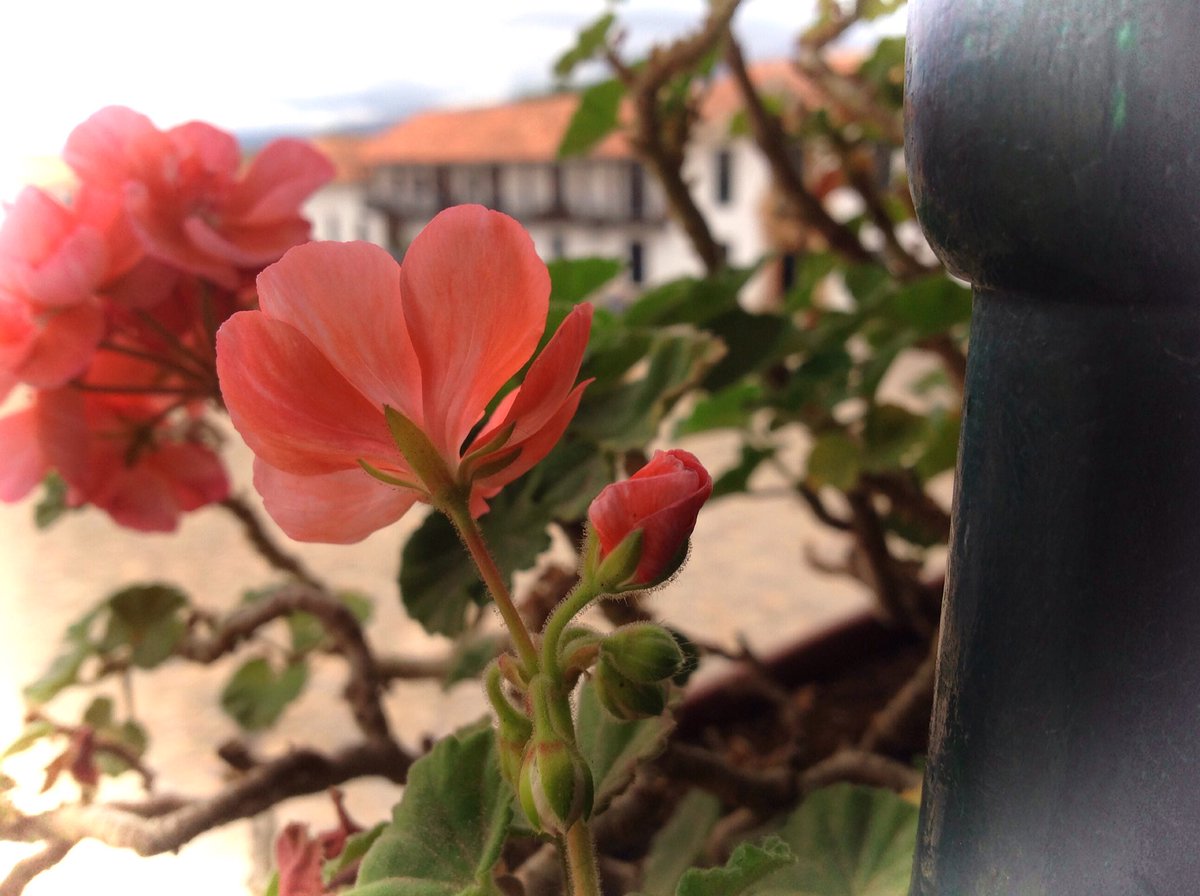 lauraolejua's tweet photo. Ellas muy elegantes, se asoman por los balcones 🌺 #Foto #VilladeLeyva #Colombia @ColombiaCien @villadeleyva https://t.co/II7SEFGgQK