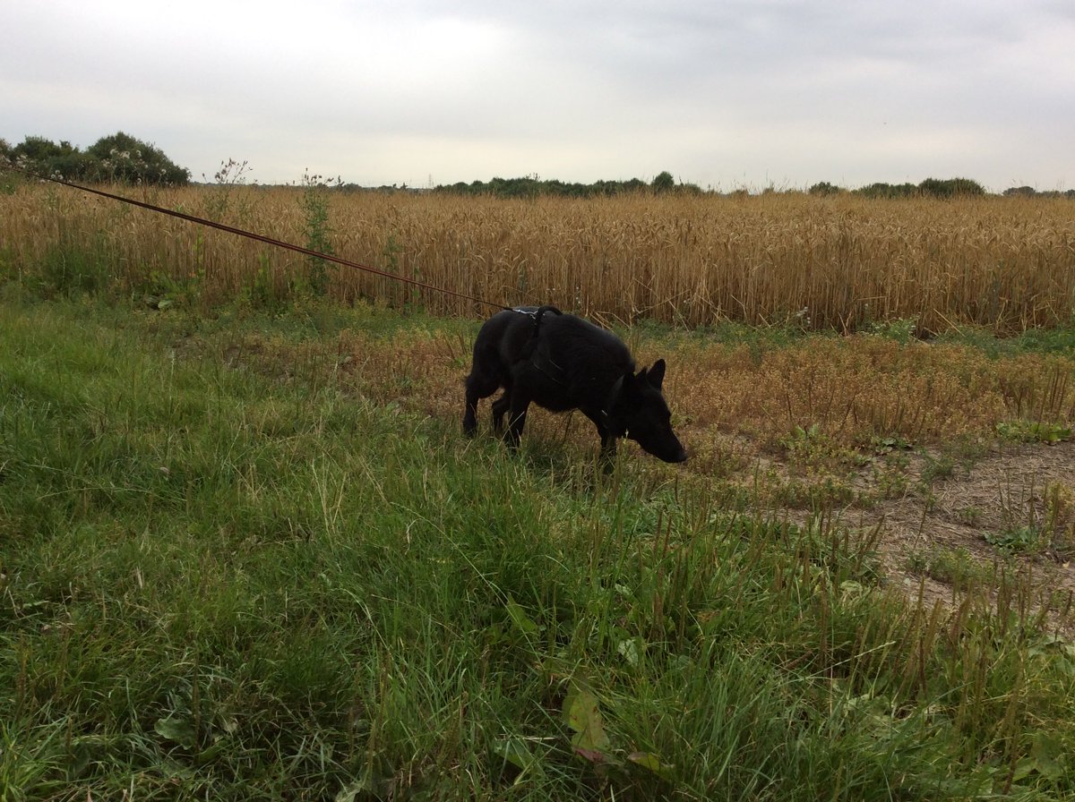 EssexPoliceUK's tweet photo. We're #OnDutyWith #EPDogs. PD Frankie has been training to track property dropped by suspects or missing people https://t.co/0F6Ad1dhoQ