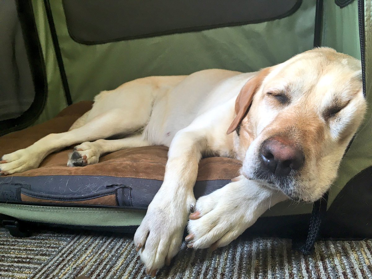 MarlaCFO's tweet photo. .@ingomierswa @RapidMiner working on the new version has been exhausting! https://t.co/my5EUOZegP