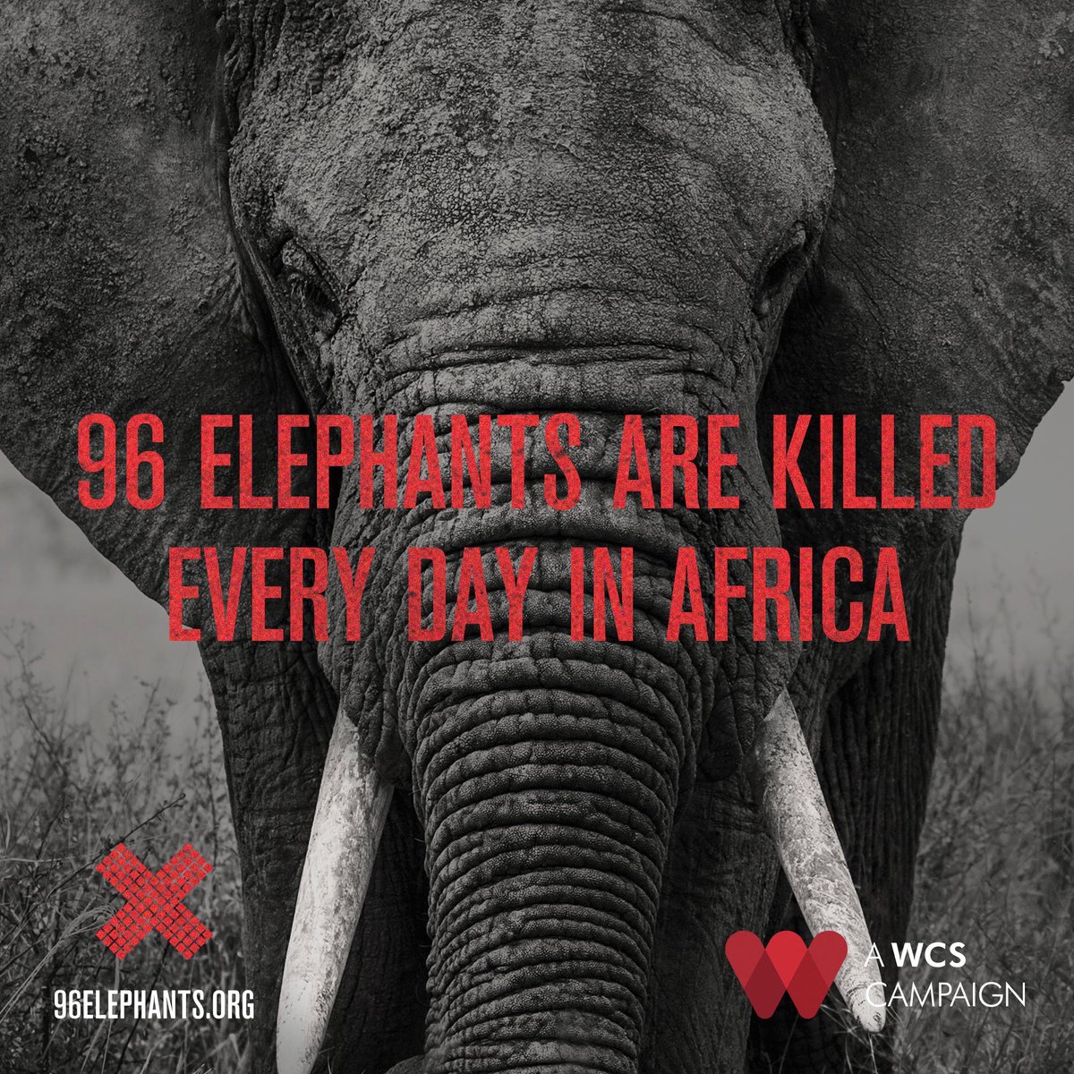 311's tweet photo. Join @96Elephants to stop ivory trade. Save elephants from disappearing. Join the petition: https://t.co/xTS94zclWV https://t.co/XQKdcAdDT6