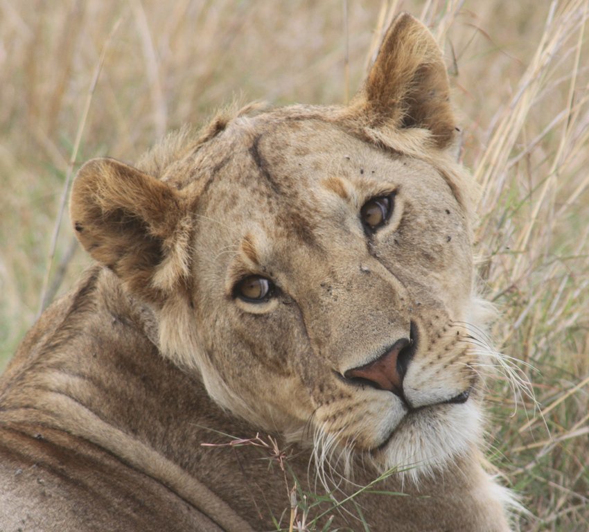 AKTravel_'s tweet photo. This weekend on @BornToExploreTV @RichardWiese goes in search of the wildlife that defines the African safari. https://t.co/DZgvU6r5jD