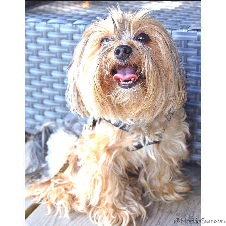 MorkieSamson's tweet photo. Enjoying another gorgeous day at the #cottage โ๏ธ Hope u all r having a fab day. ๐พ๐ #morkie #lake #lakedog #cottagedโฆ https://t.co/5Sjufx8iXh