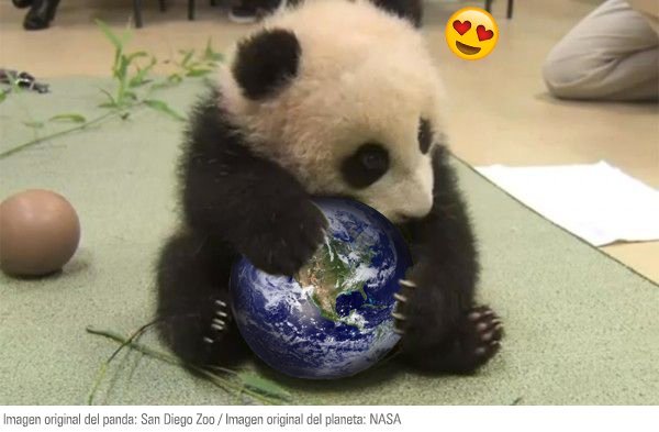 WWF Mexico tweet media