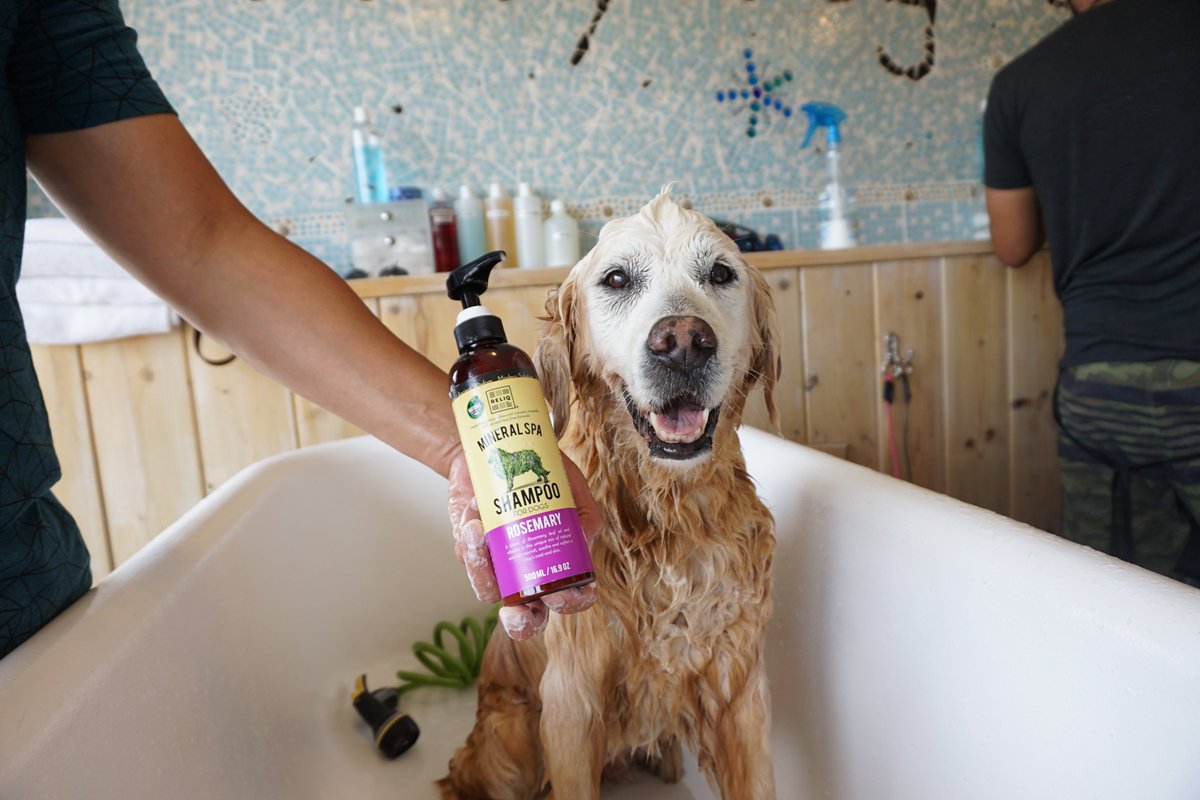 GoldenWoofs's tweet photo. ur DOG deserves a refreshing mineral #dogbath @ReliqPet #reliqpet #dogshampoo #ad https://t.co/Jy7yaqW8dB #giveaway https://t.co/0hDDSzL25E
