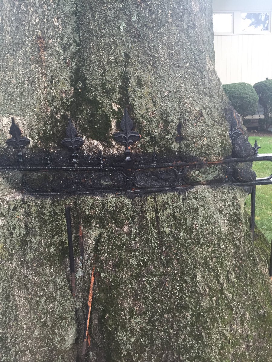 JudithTheTree's tweet image. Ouch! That&apos;s got to hurt #treespeech