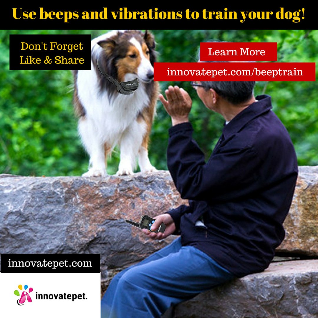 pet_hello's tweet photo. Use Beeps and Vibrations To #Train Your #Dog - https://t.co/hz0PbMxfXv - #pettrainer #pets #dogtrainer #dogtraining https://t.co/MjBwPznYge