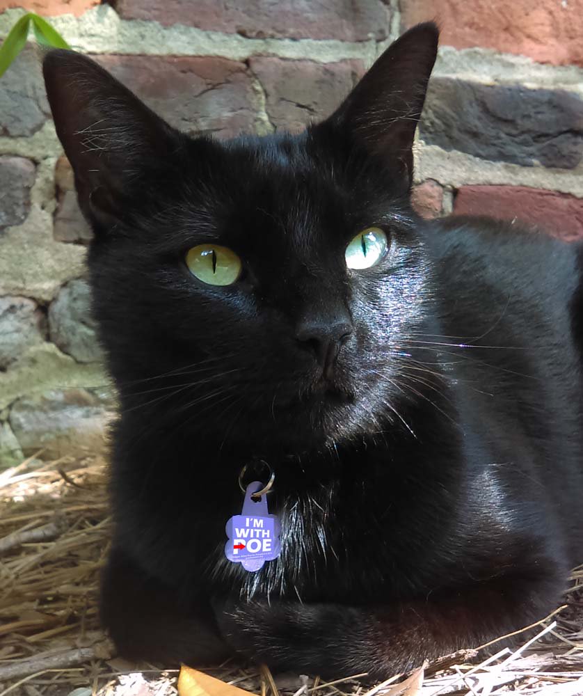 ChrisatthePoe's tweet photo. #PoeMuseumCat is going to #VotePoe to make America read again! #PoeMuseum #RVA #EgdarAllanPoe #cats #blackcat https://t.co/pPPPTlNhMT