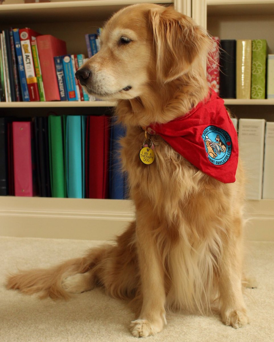 MSBGoldens's tweet photo. We are very excited for Tehya's new book this fall! https://t.co/vuiQ1k2Vq9