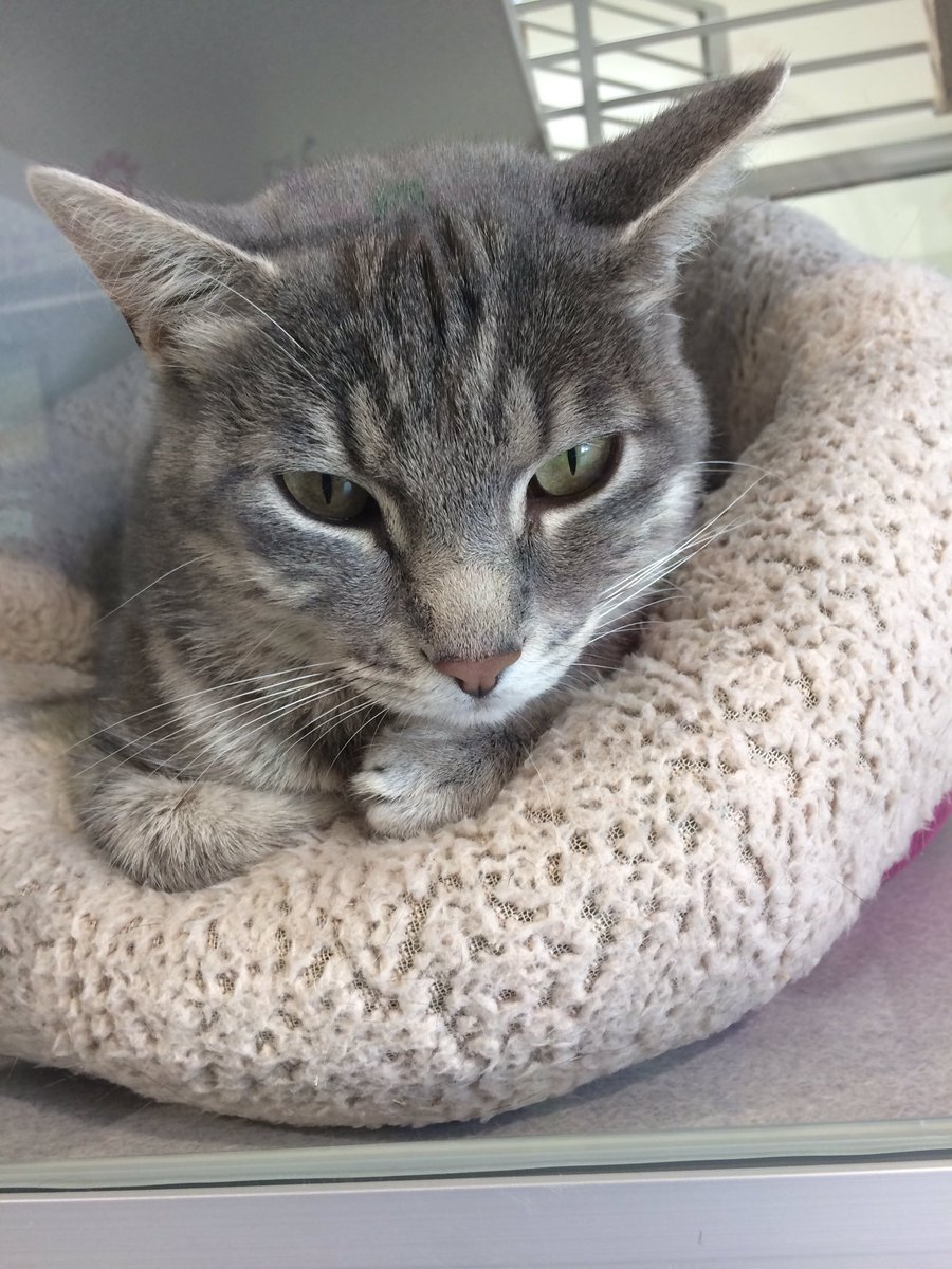 IC Animal Center tweet media
