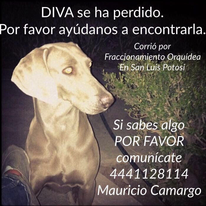 andreakmargo's tweet photo. Por favor si alguien la ve comuníquense conmigo o al teléfono que está en la imagen 🙏🏻🙏🏻🙏🏻 ¡gracias! #SanLuisPotosi https://t.co/tgDfhG4poc