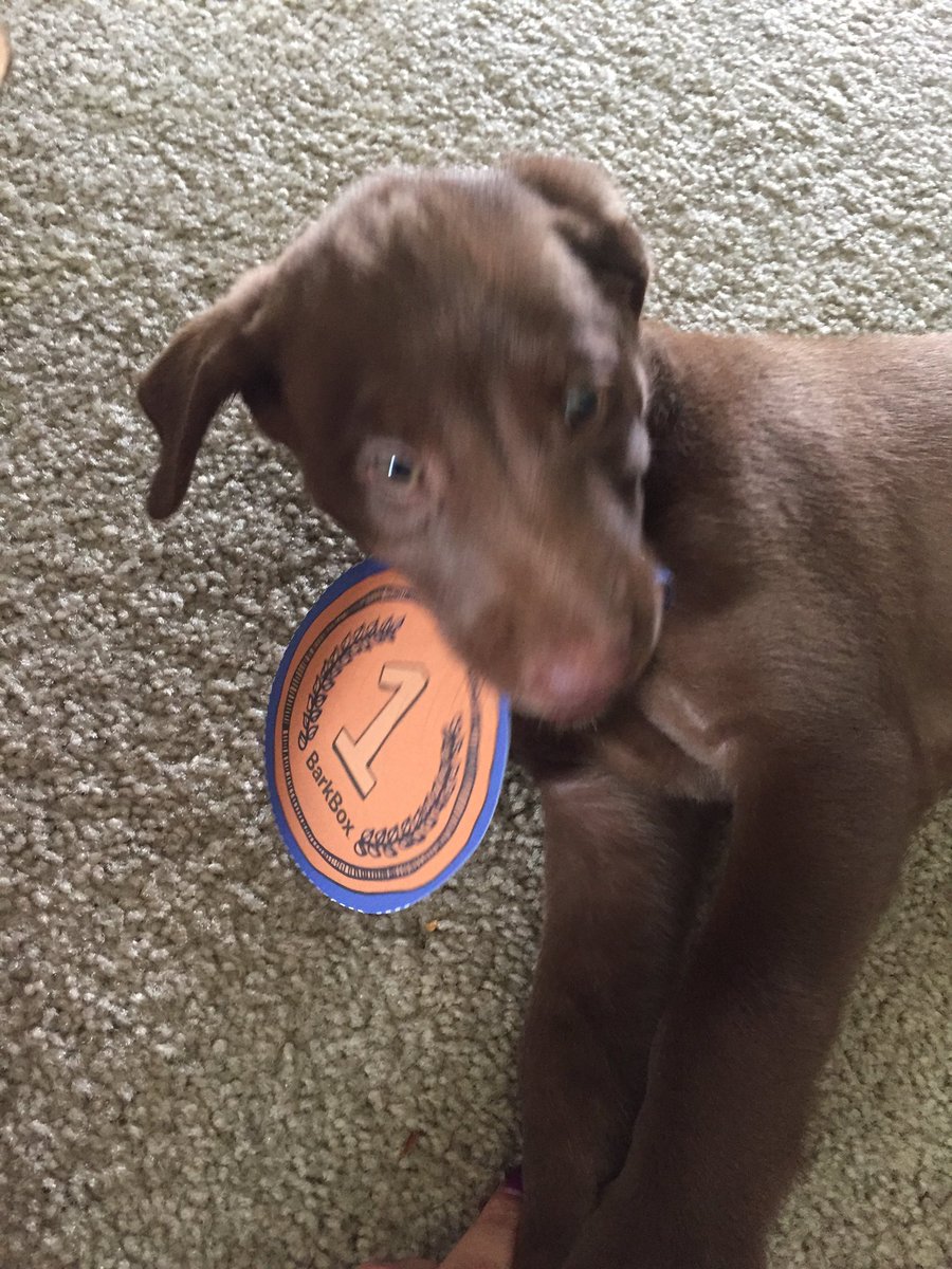 sawhite08's tweet photo. @barkbox Bella's first BarkBox experience. I think it was a hit #barkbox #worldchompian https://t.co/2k6k85NRgk