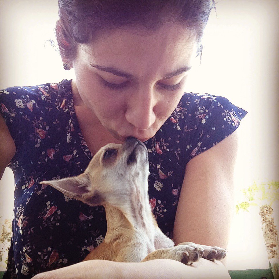 melissaserres's tweet photo. Can't get enough of kisses , won't get enough ;) #frenchkiss #Chihuahua #doglover #cuteness #puppy https://t.co/j3N3aVEbn3