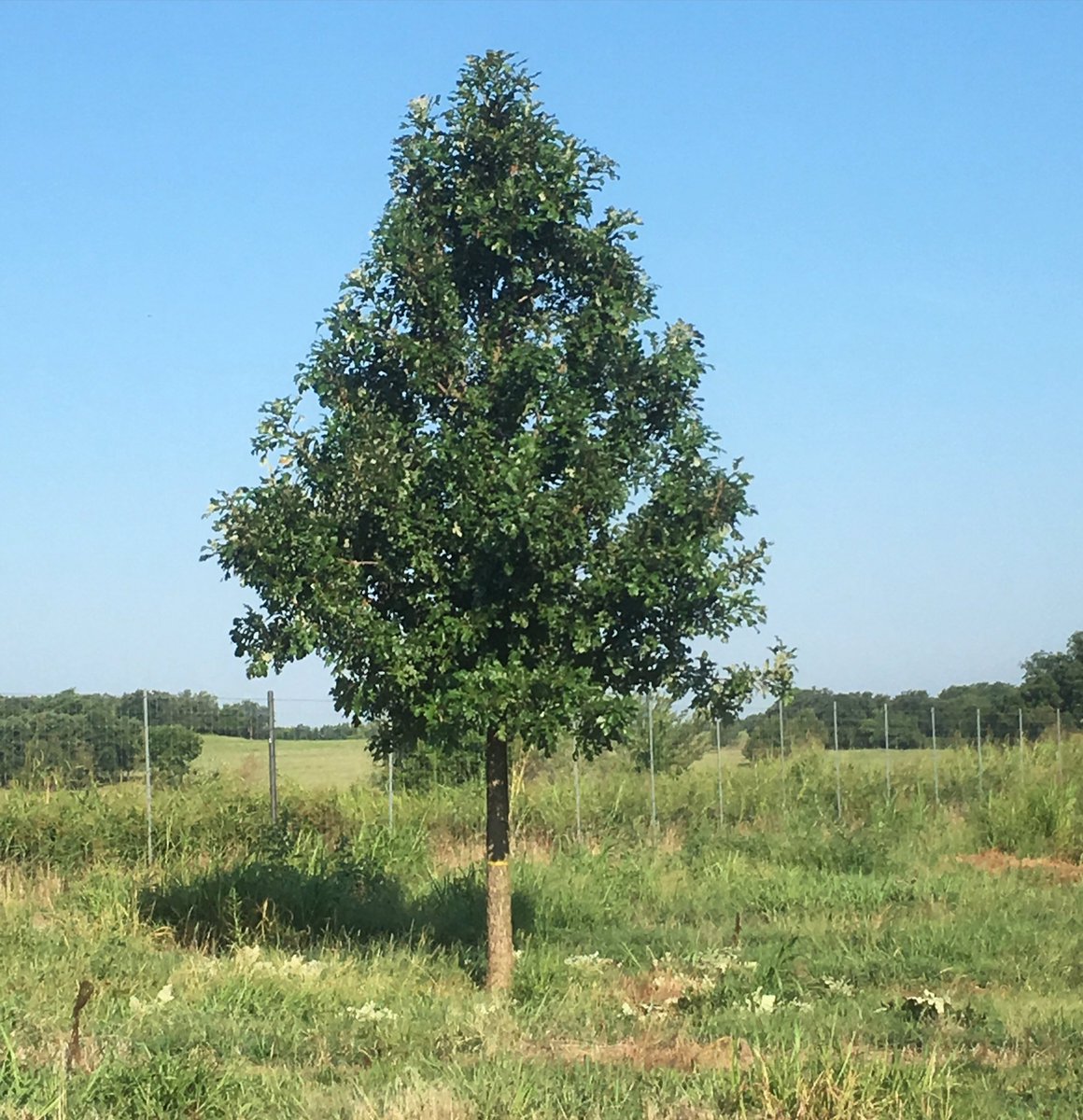 Dftrees's tweet image. Quercus macrocarpa... THE Bur Oak. Drove by this oak and couldn't help but notice the majestic stance it had put on.