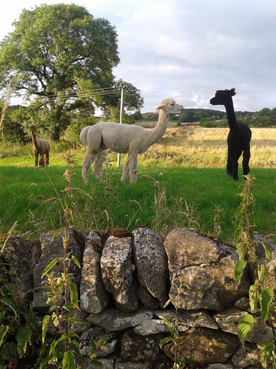 conksburyave's tweet photo. Cute young newly shorn Llamas.Always something different to see on a walk nr Youlgrave #peakdistrict #Llamas#fleece https://t.co/X2CLnGThYC