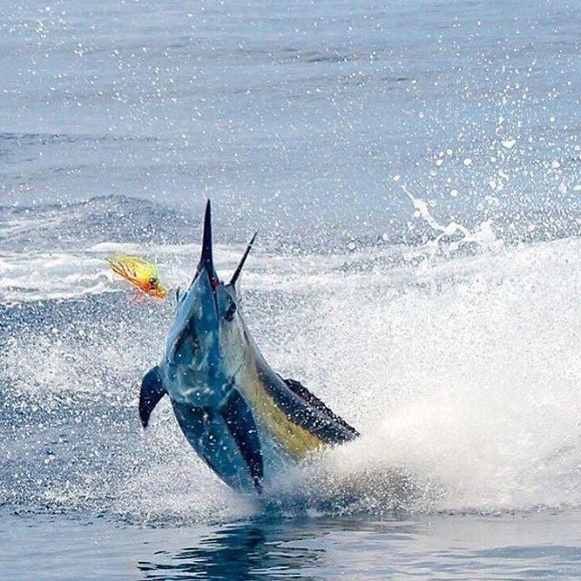 LureBoats's tweet photo. Go get 'em #LureBoats https://t.co/0vJCNTYfyQ