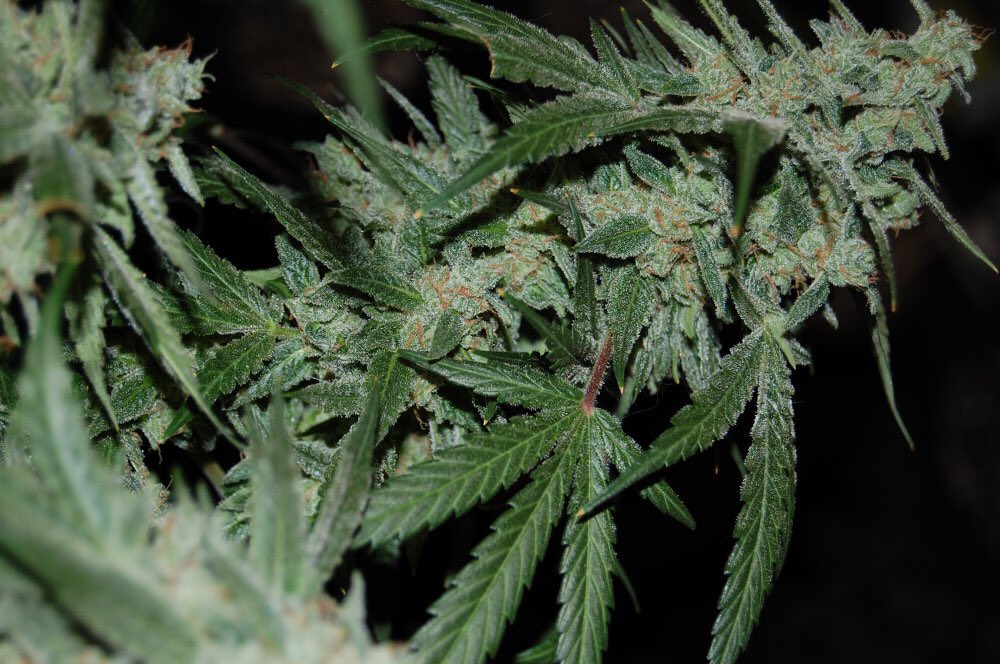 MephistoSeeds's tweet photo. Peep this organically grown #SupernaturalOG.. Another killer job by @AutoflowerNet member Eyes on Fire! 👀🔥👻👽 #Seeds https://t.co/02tePukFdf