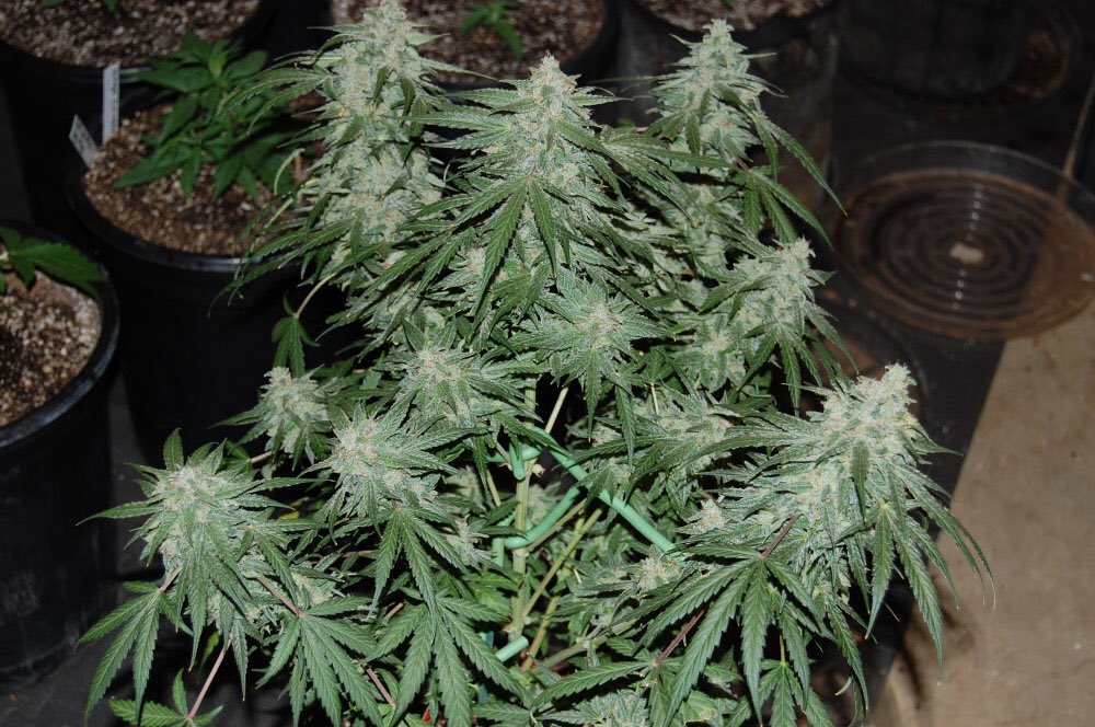 MephistoSeeds's tweet photo. Peep this organically grown #SupernaturalOG.. Another killer job by @AutoflowerNet member Eyes on Fire! 👀🔥👻👽 #Seeds https://t.co/02tePukFdf