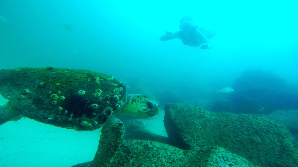 Am I turtley enough for the turtle club...? 👍🐢 #turtle #destin