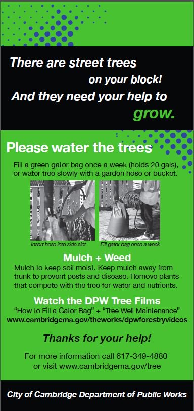 CambridgeDPW's tweet photo. Your trees are thirsty, #CambMA! Do your part and help water a street tree on your block https://t.co/UsbNEox3Rd https://t.co/b2mPsU1dZx