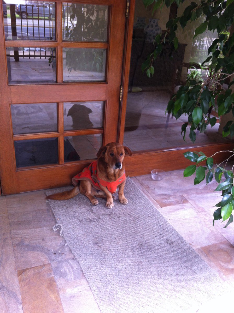 ilrulo's tweet photo. Tribilin esta de allegado en la conserjeria de mi edificio desde el lunes, busca hogar!!! @Amigosd4patas Difundir!!! https://t.co/Jssu1A35FK
