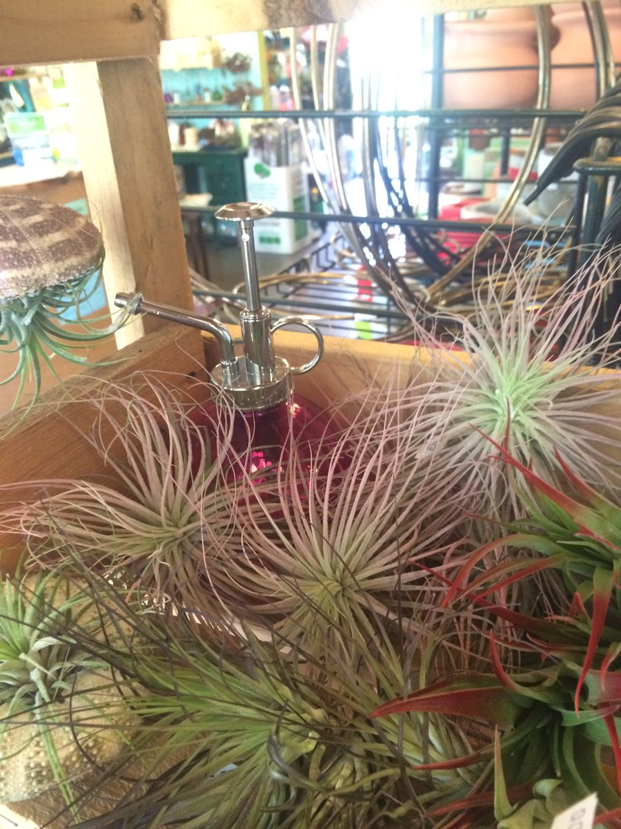 BeesNursery's tweet photo. We have lots of colorful Airplants in stock! #pdx #Airplants #Portland #gardening https://t.co/QMN7A21NDL