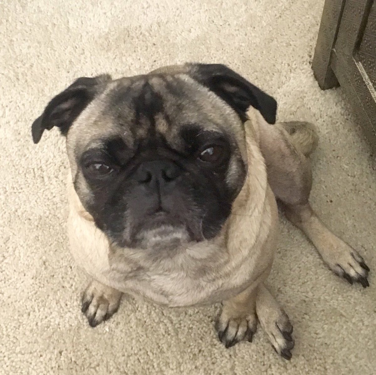 OttoTheGreatPug's tweet photo. When the elevator smells like farts, but it wasn't you #puglife #whodunit #cuteye https://t.co/NkKmOIYYcK