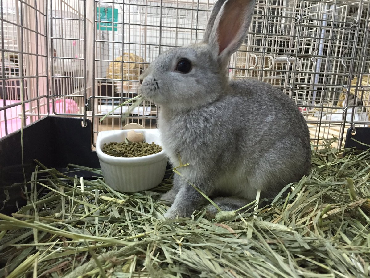 O Xrhsths Save The Rabbits Sto Twitter 子うさぎということ 初めてのケージ生活ということもあって牧草を敷き詰めています ポリポリ食べたりフカフカのベッドにもなるよ