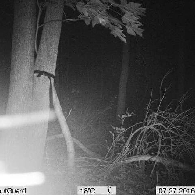 MsGrit's tweet image. Could this be anything other than antlers?  #WindPro #MsGrit