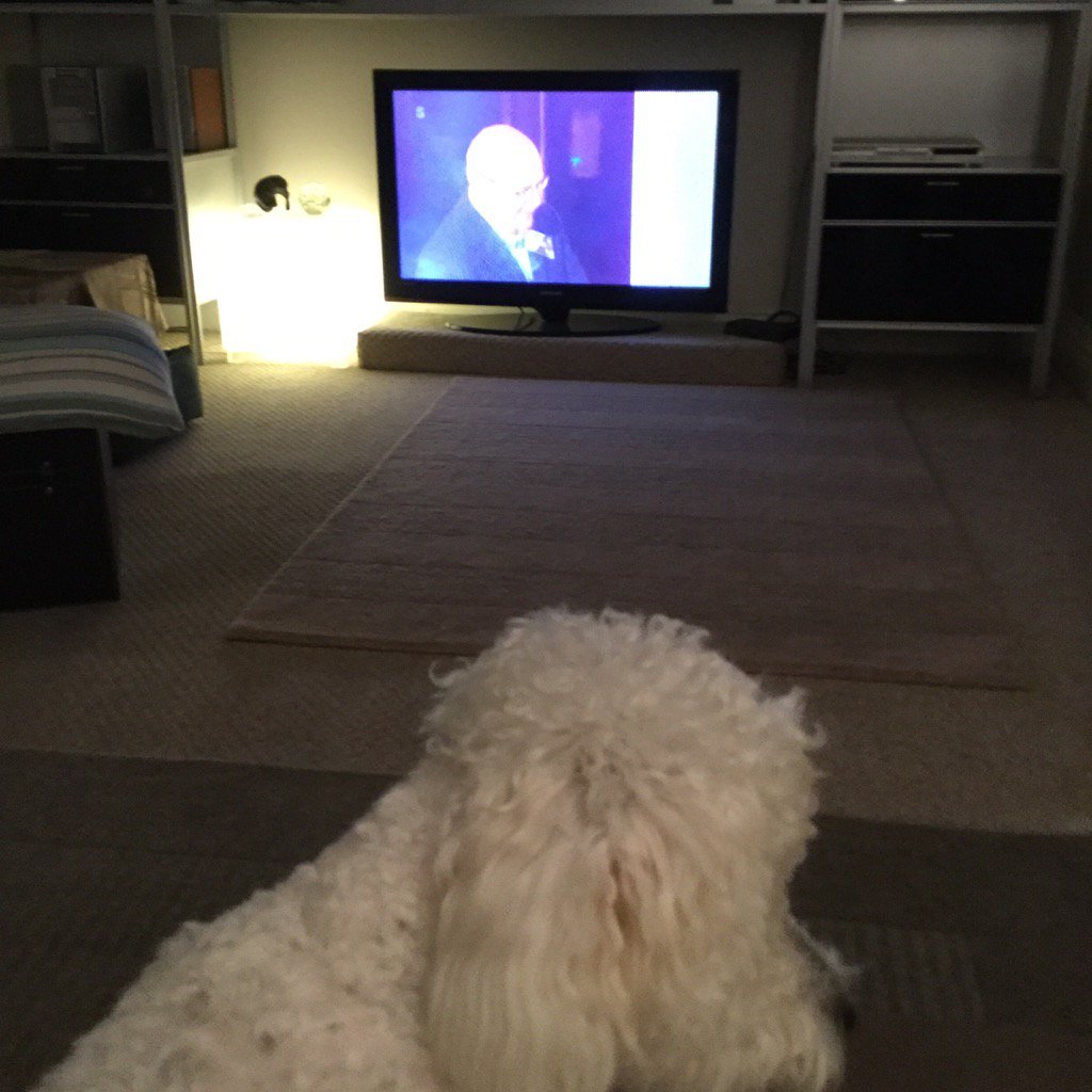 THEJamesWhale's tweet image. #Daisy is that my Dad #CBB2016 ?

#WhaleToWin