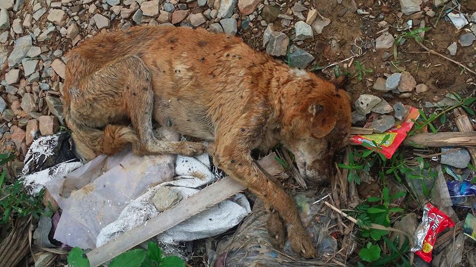 DogRescue2014 tweet media