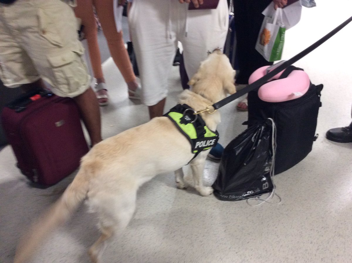 EssexPoliceUK's tweet photo. #OnDutyWith #EPDogs + PD Katie is passenger searching for outbound flights with @PcTonyMayo https://t.co/L6AVUZIOMc