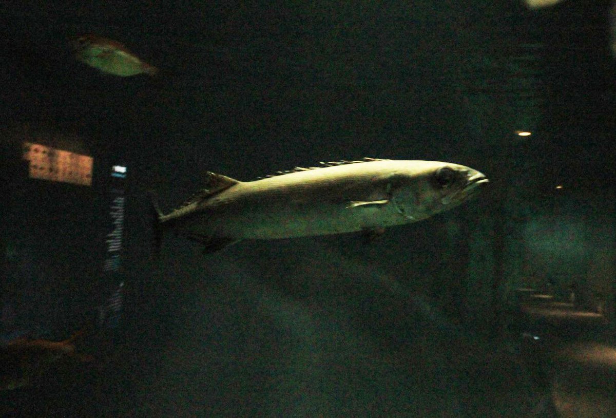 葛西臨海水族園 公式 調査係は先日静岡県で定置網採集を行い 深海魚バラムツを採集しました 人間が消化できない脂を持つことで 有名な魚です ただいま 深海の生物3 の水槽にて展示中 およそ1mのバラムツが悠然と泳ぐ姿は圧巻です 是非ご覧 葛西臨海水族園 公式 調査係は先日静岡県で定置網採集を行い 深海魚バラムツを採集しました 人間が消化できない脂を持つことで 有名な魚です ただいま 深海の生物3 の水槽にて展示中 およそ1mのバラムツが悠然と泳ぐ姿は圧巻です 是非ご覧