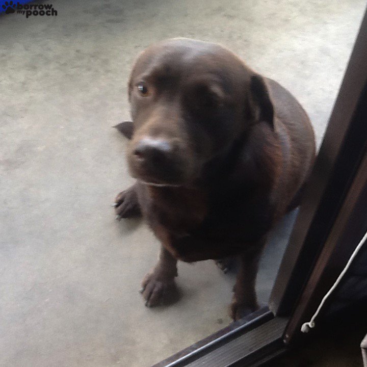 Who can't resist a chocolate lab?  Have a great weekend &amp; thank you for your likes &amp; RTs ow.ly/gsqe3025FfP