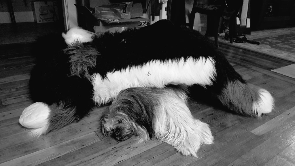 dogbacca's tweet photo. Great day for a nap inside with a friend. https://t.co/b4nYirn36g
