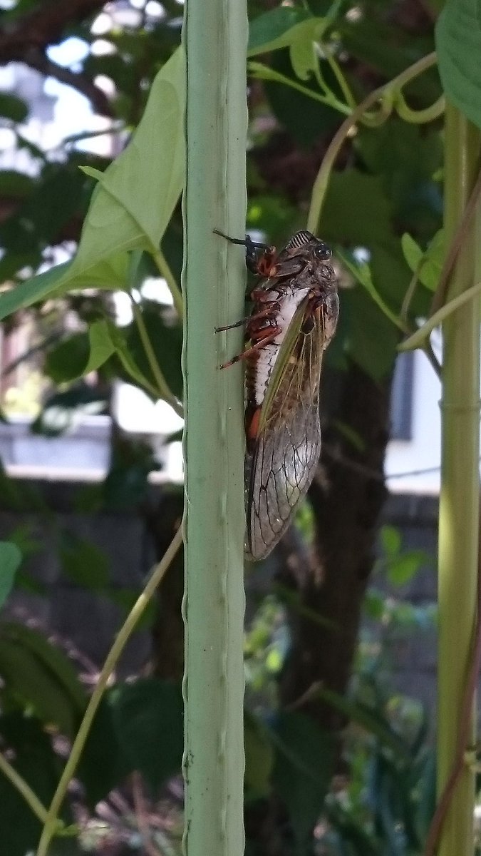 ベルフラワー 朝顔の支柱に蝉が止まっていて 近づいても逃げませんでした 孫が蝉取りしたいと言っていたのに残念です