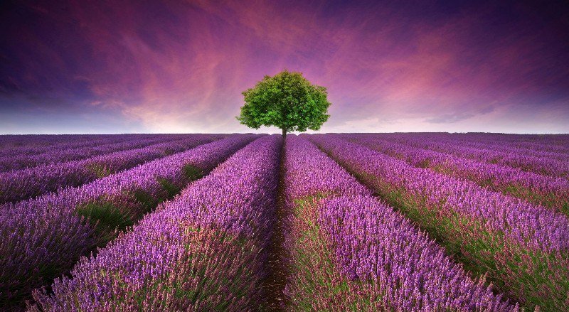 decorogb's tweet photo. Best Time To Visit Lavender Fields In France https://t.co/xpNzUY3Gu8 https://t.co/Ou7kDH2I36