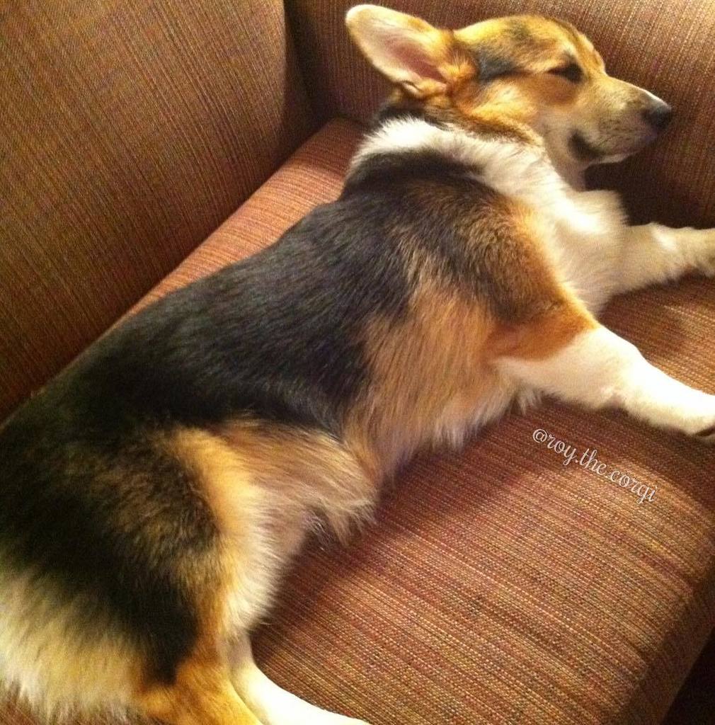 Roy_the_Corgi's tweet photo. #TBT to when I was seven months old and went in my first vacation. I walked so much that I… https://t.co/24EC3dL2ya https://t.co/4s2CoNj4wX