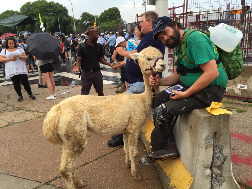 Not sure what the alpaca makes of all of this at the DNC