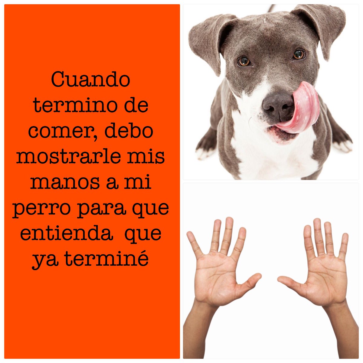 PerrosShow's tweet photo. Los perros sí entienden todo 🍔✋🏻🐶 https://t.co/pUJLaOdGPL