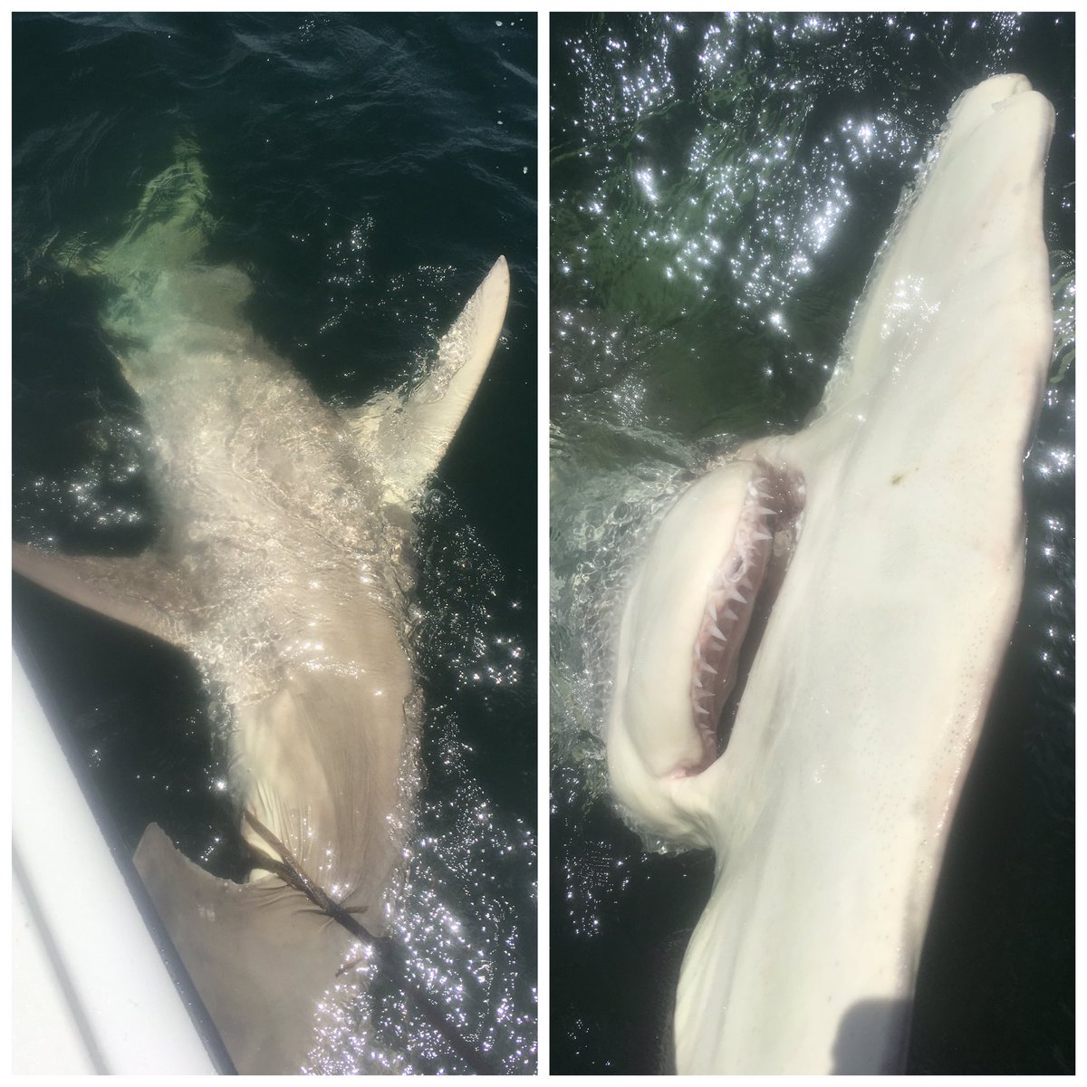 SarasotaSheriff's tweet photo. #FullServicePolicing: When deputies calm beachgoers after a dead shark washes ashore: https://t.co/AR5CYslWS3 https://t.co/gZ2RWJp3Zi