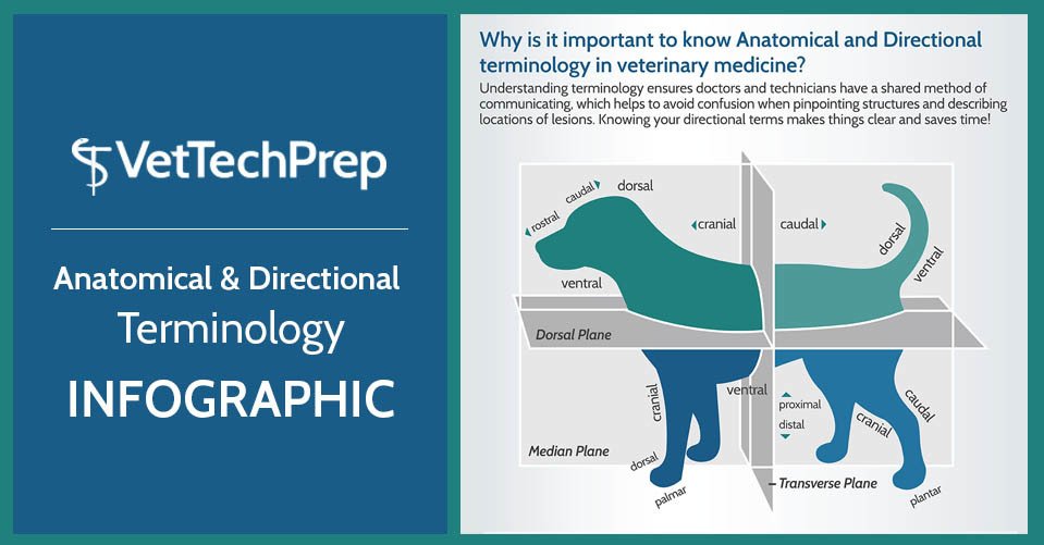 LJVet8's tweet photo. The Importance of Knowing Anatomical and Directional Terminology https://t.co/RsuYgRDK8O #VetTech #VetMed https://t.co/MjK7q97qmp