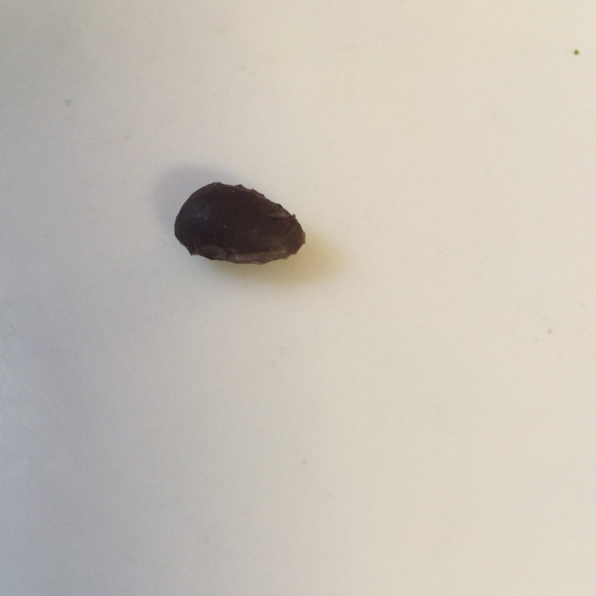 Hammer5Bobby's tweet photo. The lonely black bean. @FrameableFaces @PlayForStuffTV @yourmom #framegamedark https://t.co/s0m1TVNxRn