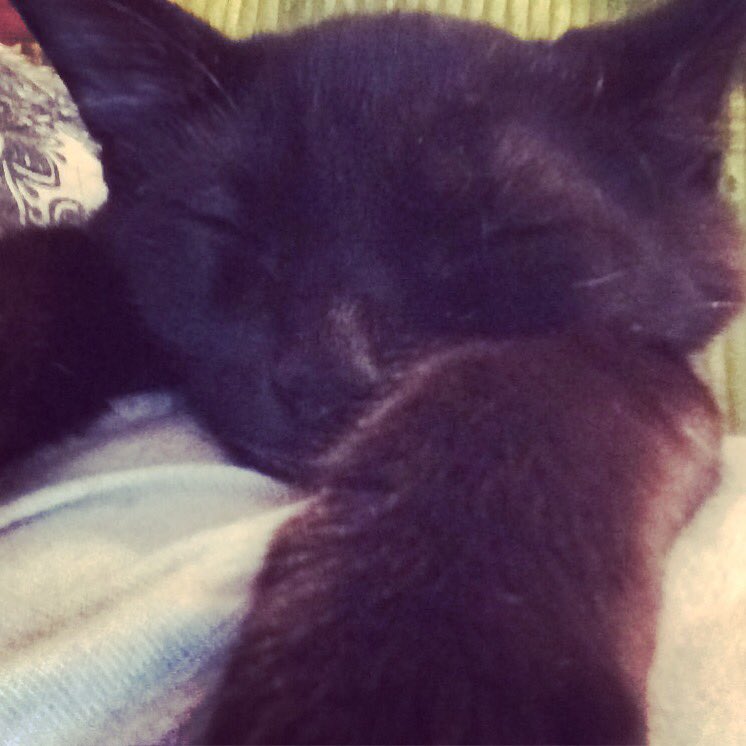 peaceluvhippy's tweet photo. #lazycat #blackcat #shadow https://t.co/xFp7Ow0uvk