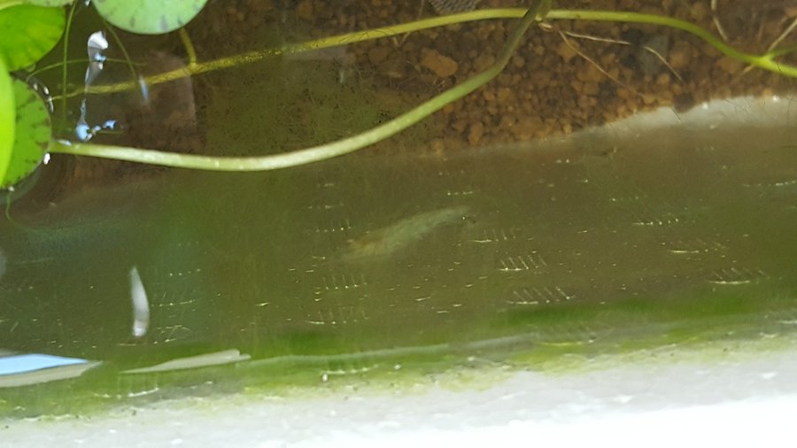 ミナミヌマエビの飼育に最適な水槽の選び方 大きさは 熱帯魚 淡水魚 海水魚の図鑑