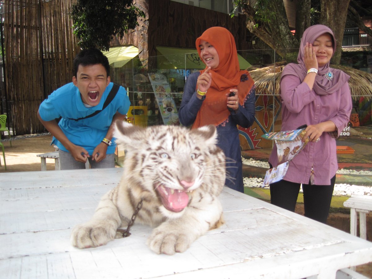 Harimau kecil Jatim Park 1, bareng bareng nih ngaungnya sama yang blakang hehe <a href="/IMS_NET/">IndonesiaMorningShow</a> #IMS_Harimau