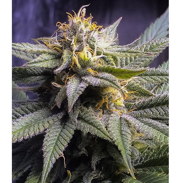 cannafo's tweet photo. This strain is known as Grape God, a hybrid strain whose only known parent is Grapefruit! https://t.co/BFIlUkGk09 https://t.co/5i62FPs1xY