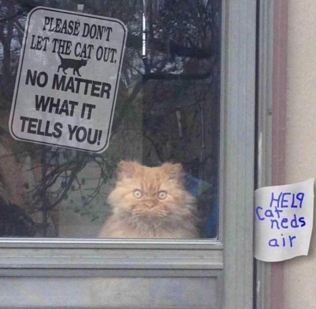 AdamMetaphors's tweet image. If I was a cat, me and this cat would be tight AF 😂😂