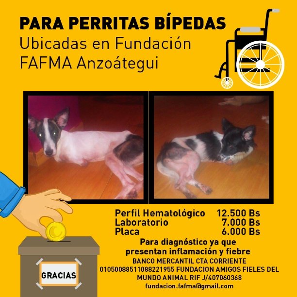 Isadiller's tweet photo. #ayuda Para examenes a perritas bipedas. Se encuentran en @fundacionfafma Anzoategui #unamanoparafafma #donar https://t.co/l67endYQo0